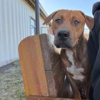 Thumbnail photo of Just Joe #1