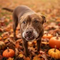 Thumbnail photo of Donner #3