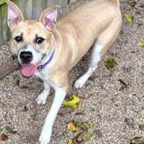 Thumbnail photo of Poundcake #1