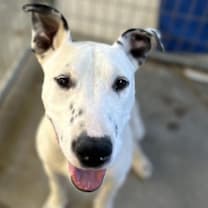 Thumbnail photo of Beemo #2