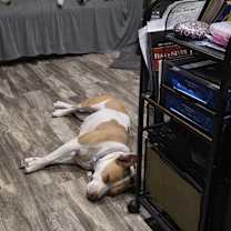 Thumbnail photo of Bonnie #4