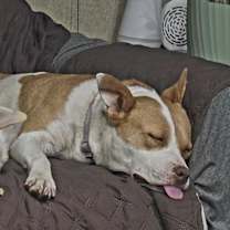 Thumbnail photo of Bonnie #3