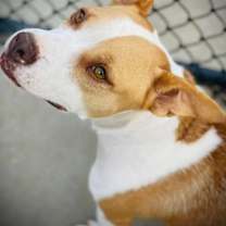 Thumbnail photo of Bonnie #2