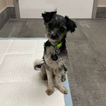 Thumbnail photo of Archie #4