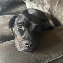 Thumbnail photo of Lilo Chatman #1