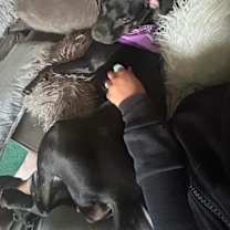 Thumbnail photo of Lilo Chatman #2