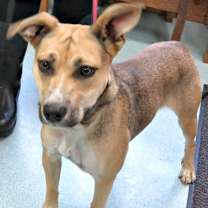 Thumbnail photo of Beanie #3