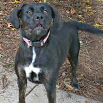 Thumbnail photo of Billie #3