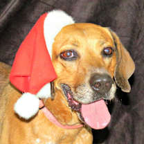 Thumbnail photo of Brooklyn #1