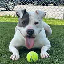 Thumbnail photo of Whisper #2