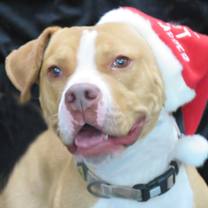 Thumbnail photo of Nacho #1