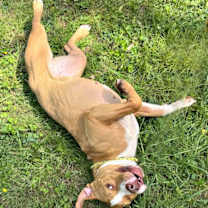 Thumbnail photo of Nacho #2