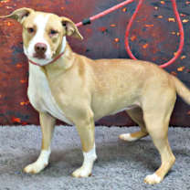 Thumbnail photo of Riz #3