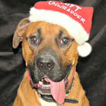 Thumbnail photo of Rocco #1