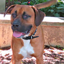 Thumbnail photo of Rocco #2