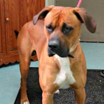 Thumbnail photo of Rocco #3