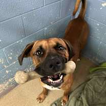 Thumbnail photo of Rocco #4