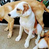 Thumbnail photo of Lovelace #1