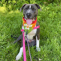 Thumbnail photo of Bush #1