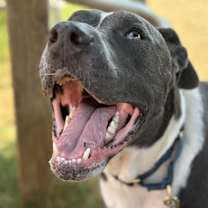 Thumbnail photo of Bush #3