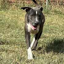 Thumbnail photo of Bush #4