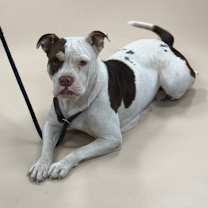 Thumbnail photo of Romi (Mulberry) #1