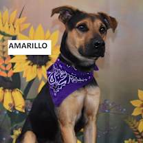 Thumbnail photo of Amarillo #2