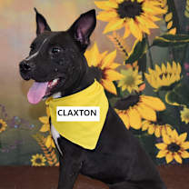 Thumbnail photo of Claxton #1