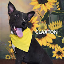 Thumbnail photo of Claxton #2