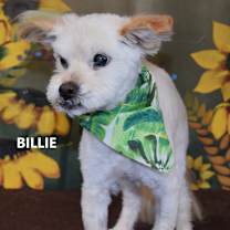 Thumbnail photo of Billie #2