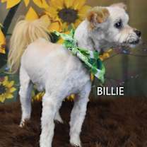 Thumbnail photo of Billie #3