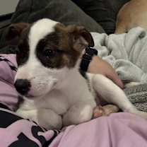 Thumbnail photo of Daisy #1