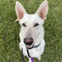 Thumbnail photo of Buffy #4