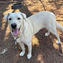 Thumbnail photo of Dancer #4