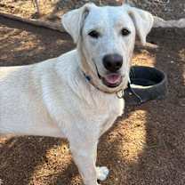 Thumbnail photo of Dancer #2