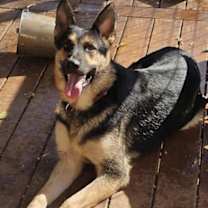 Thumbnail photo of Satchmo #3