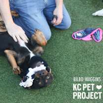 Thumbnail photo of Bilbo Waggins #3