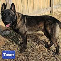 Thumbnail photo of Tazer #3