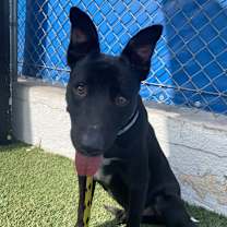 Thumbnail photo of Browser  #2