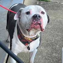 Thumbnail photo of Bama #3