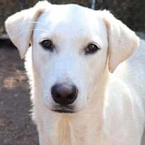 Thumbnail photo of Prancer #1