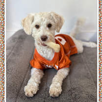 Thumbnail photo of Pending!! Beau - N.TX #1