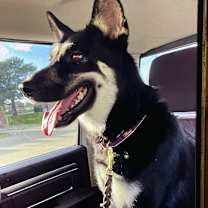 Thumbnail photo of Daisy #1