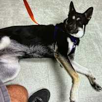 Thumbnail photo of Daisy #2