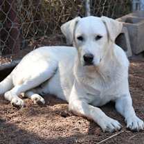 Thumbnail photo of Prancer #2