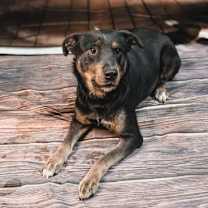 Thumbnail photo of Gunner #1