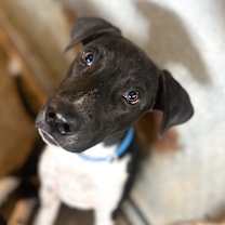 Thumbnail photo of Dipper #1