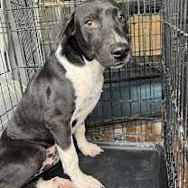 Thumbnail photo of Dipper #2