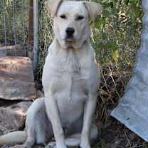 Thumbnail photo of Comet #2