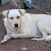 Thumbnail photo of Comet #4